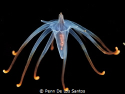 Tube anemone larvae by Penn De Los Santos 